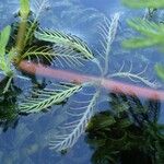 Myriophyllum aquaticum Hábito