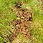 Seseli peucedanoides Hoja
