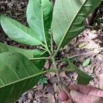 Ixora floribunda Leaf