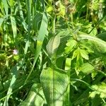 Centaurea montana Habitus