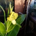 Canna flaccida ফুল