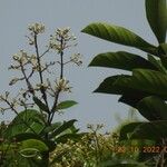 Forsteronia guyanensis Çiçek