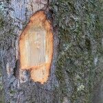 Tapura capitulifera Spruce ex Baill.Beste bat