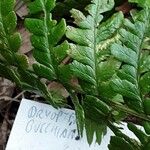 Dryopteris crassirhizoma List