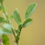 Ononis striata Other