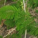 Calliandra houstoniana Hoja