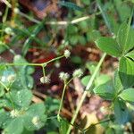 Galium rotundifolium Φρούτο