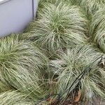 Festuca glauca Feuille