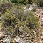 Santolina villosa Otro
