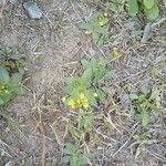 Draba nemorosa 葉