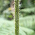 Pteridium capense 葉