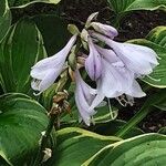 Hosta plantaginea Blomma