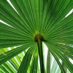 Livistona chinensis Folha