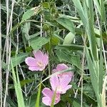 Hibiscus grandiflorus Çiçek