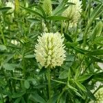 Trifolium pannonicum Floro
