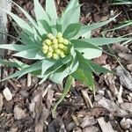 Fritillaria persicaBlomma