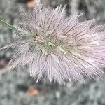 Trifolium arvense Flor