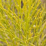 Baccharis sarothroides Hoja
