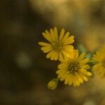 Chrysopsis mariana Flower