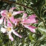 Ceiba speciosa Kukka