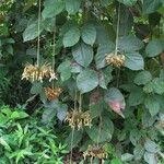 Mucuna holtonii Агульны выгляд