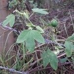 Passiflora lutea Leaf