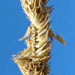 Phleum pratense 花