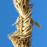 Phleum pratense Blomma