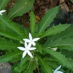 Hippobroma longiflora Hábito