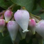 Arctostaphylos pallida 花