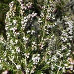 Erica arborea অভ্যাস