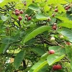 Amelanchier canadensis Leaf