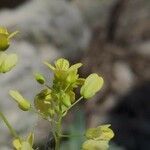 Biscutella lima Flower