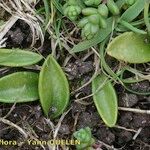 Ophioglossum lusitanicum Хабит