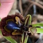 Ophrys speculum ᱵᱟᱦᱟ