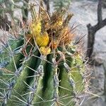 Ferocactus herrerae Frutto