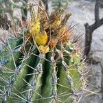 Ferocactus herrerae Fruit