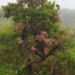 Vaccinium cylindraceum Flor