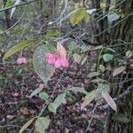 Euonymus atropurpureus Fruit