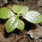 Terminalia novocaledonica 整株植物