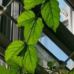 Clerodendrum splendens Blatt