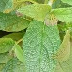 Symphytum caucasicum Leaf