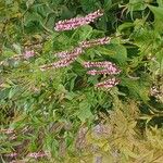 Bistorta amplexicaulis Flower