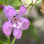 Penstemon tenuis Flower