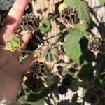 Abutilon grandifolium Fruit