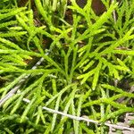 Lycopodium thyoides List