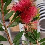 Melaleuca rugulosa Flower