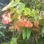 Begonia coccinea Kukka