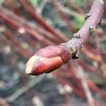 Cornus sericea Leaf