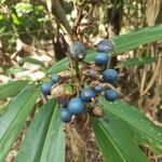 Alpinia caerulea Fruit